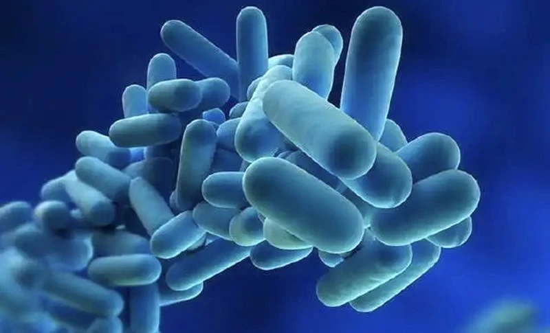 Synbiotics Synbiotics