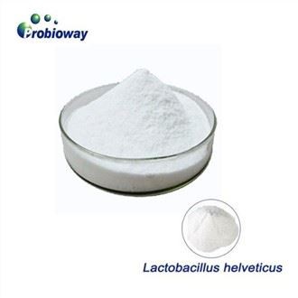 Yüksek Mukavemetli Lactobacillus Helveticus