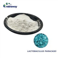 Liyofilize Lactobacillus Paracasei