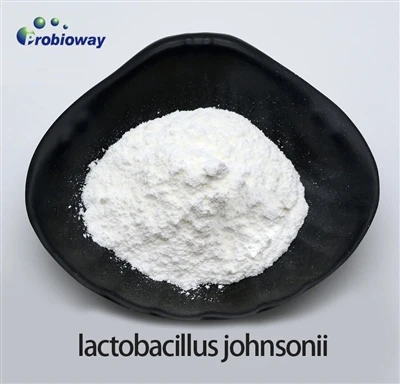 Lactobacillus Johnsonii, Sağlıklı Bir Yaşam Sürmenize Yardımcı Olacak Yeni Ür...