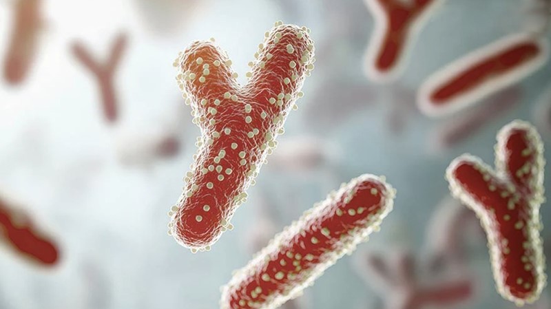 Bifidobacterium Bifidum